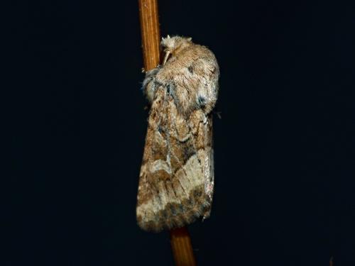 Réf. 310 813 : Luperina dumerilii